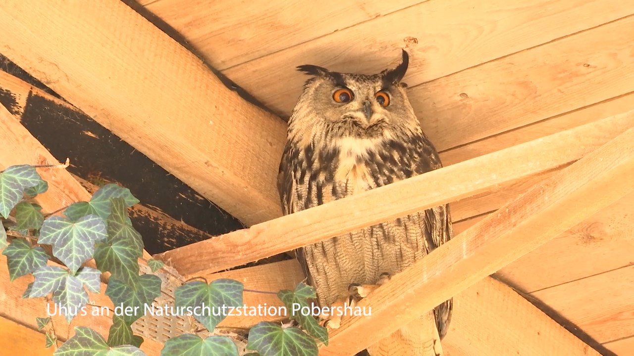 MEgional am 5. April 2019 mit einem Uhu, der für Baustopp sorgt MEgional am 5. April 2019 mit einem Uhu, der für Baustopp sorgt