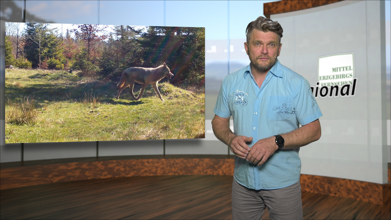 MEgional am 12. Mai mit einem Wolf in Kühnhaide MEgional am 12. Mai mit einem Wolf in Kühnhaide