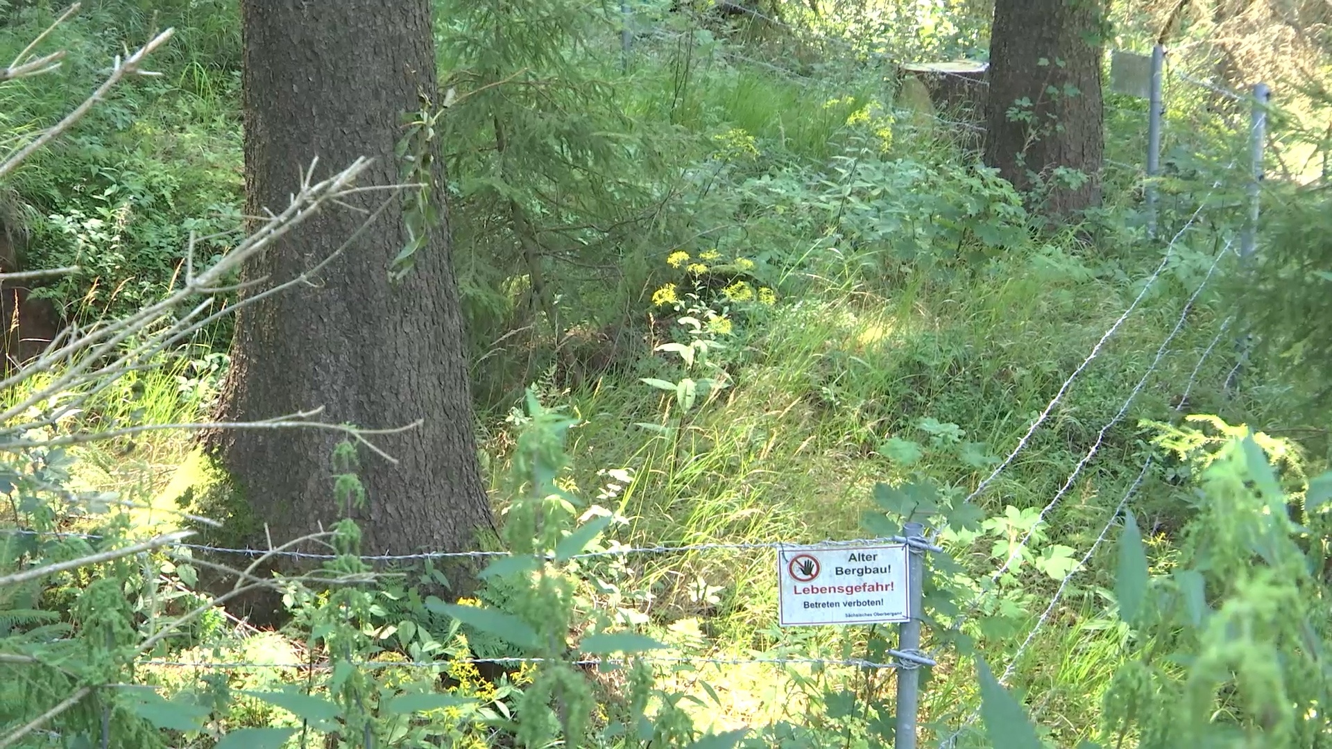 MEgional am 13. August 2020 mit der Bergbausanierung bei Pobershau MEgional am 13. August 2020 mit der Bergbausanierung bei Pobershau